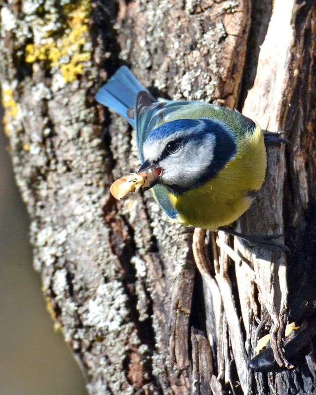 Cinciarella, Cyanistes caeruleus